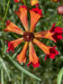 Dyer's Coreopsis